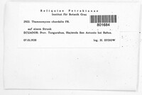 Thamnomyces chordalis image